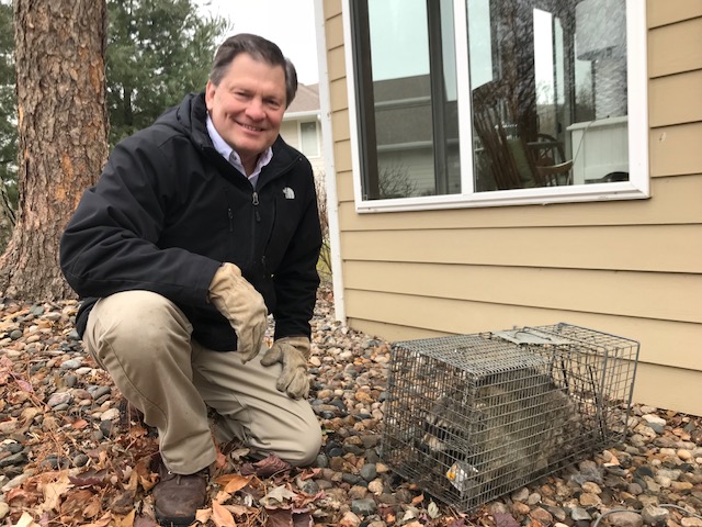 raccoon removal - preferred pest control